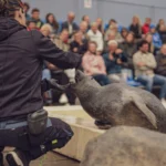 Educatieve zeehondenpresentatie met verzorger en publiek bij Deltapark Neeltje Jans.