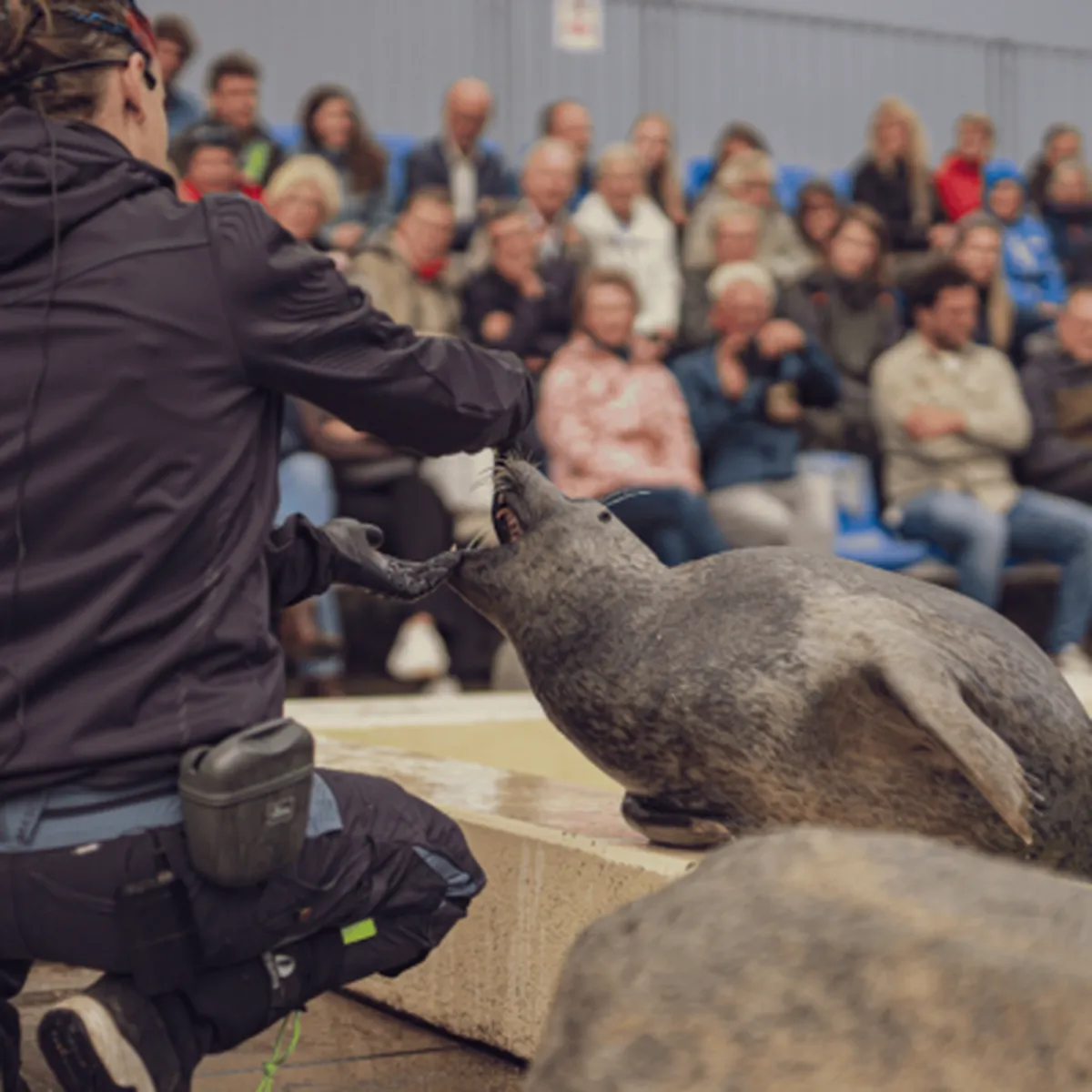 Educatieve zeehondenpresentatie met verzorger en publiek bij Deltapark Neeltje Jans.