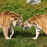 Twee tijgers begroeten elkaar op het gras