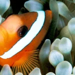clownfish