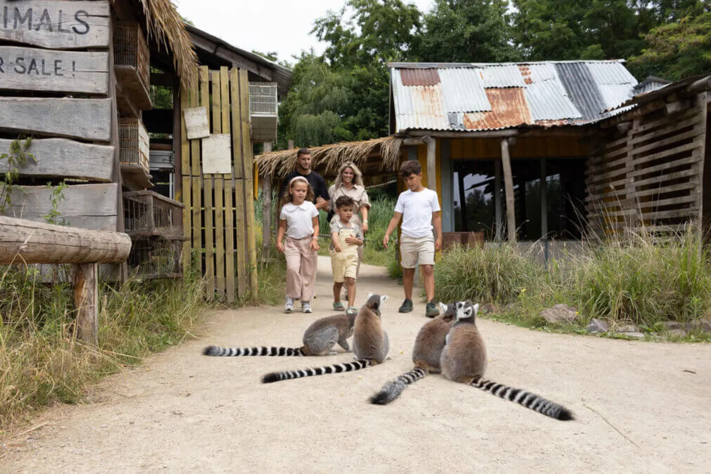 Tijger in natuurlijke omgeving