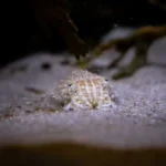 Deltapark Neeltje Jans Familiedag
