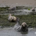 Deltapark Neeltje Jans Familiedag