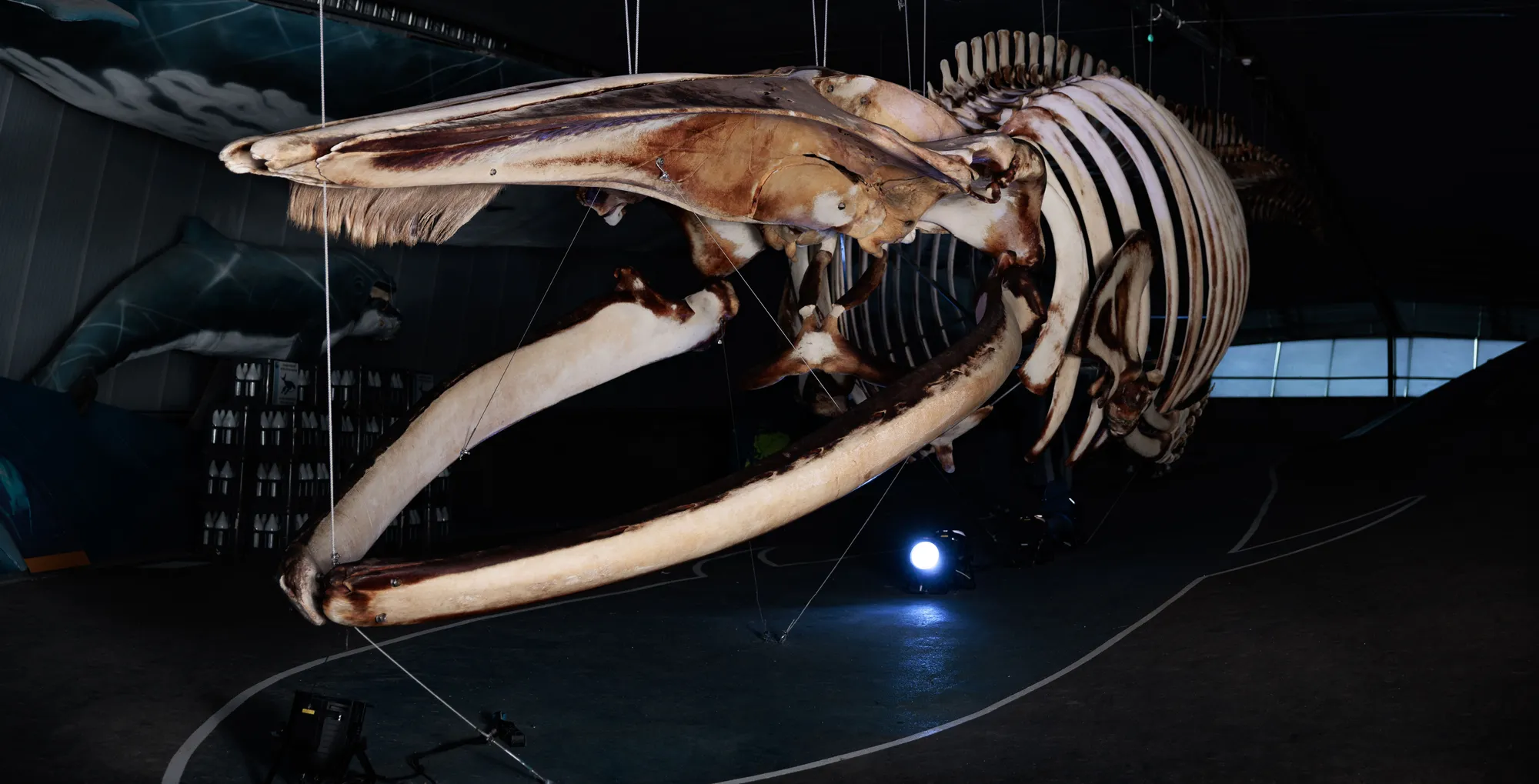 Walvis Expo