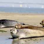 Nationaal Park Oosterschelde
