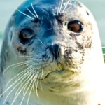 Zeehond Jens