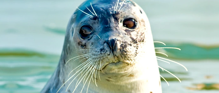 Zeehond Jens