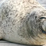 Zeehond Jens