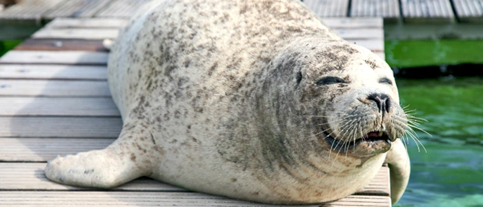 Zeehond Jens