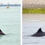 Zeehonden & bruinvissen