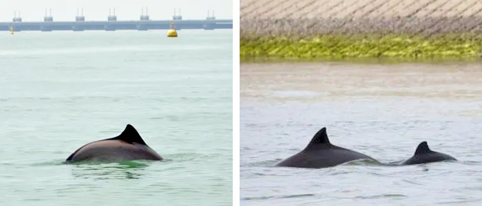 Zeehonden & bruinvissen