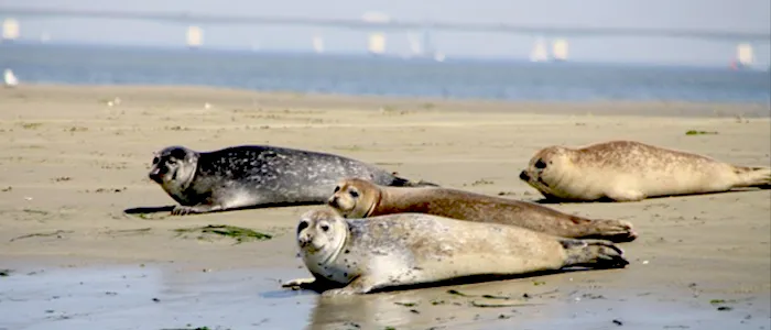 Zeehonden & bruinvissen