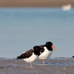 Duinlandschap Neeltje Jans