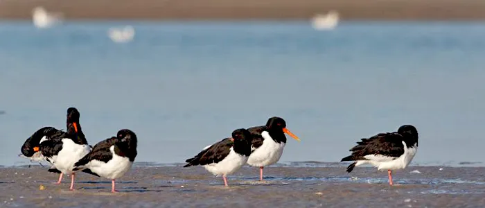 Duinlandschap Neeltje Jans