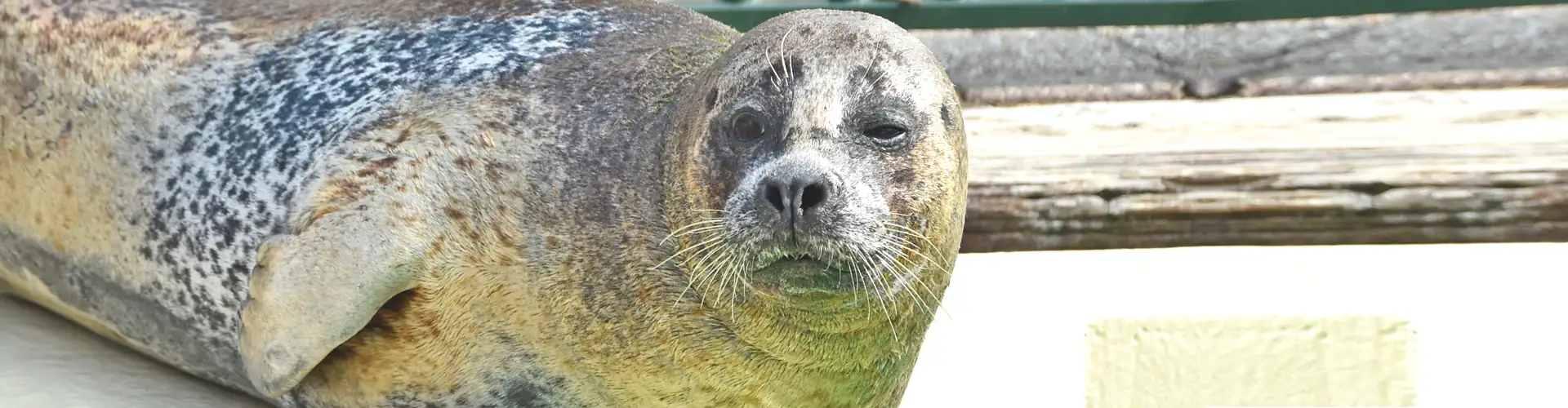 gewone-zeehond