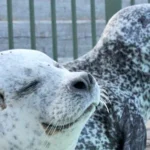 Zeehond Jens