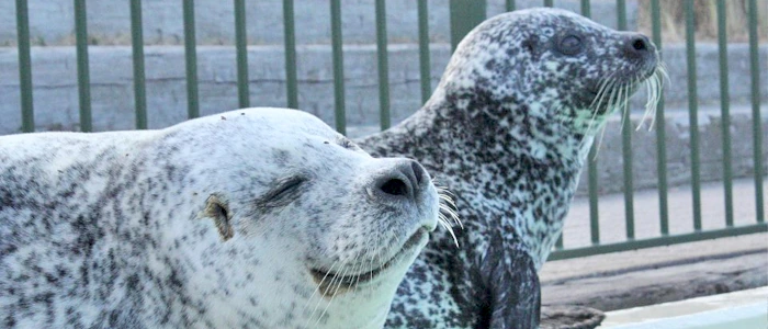 Zeehond Jens