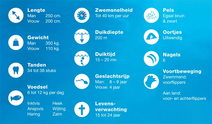 Zeeleeuwen