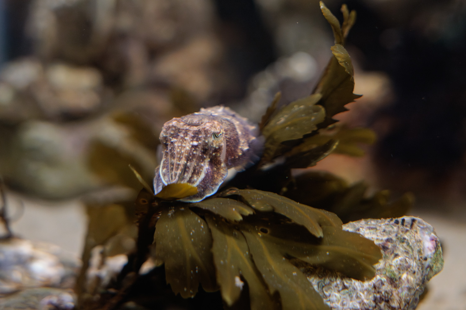 Een zeekat verstopt zich tussen het zeewier in een aquarium van Deltapark Neeltje Jans.