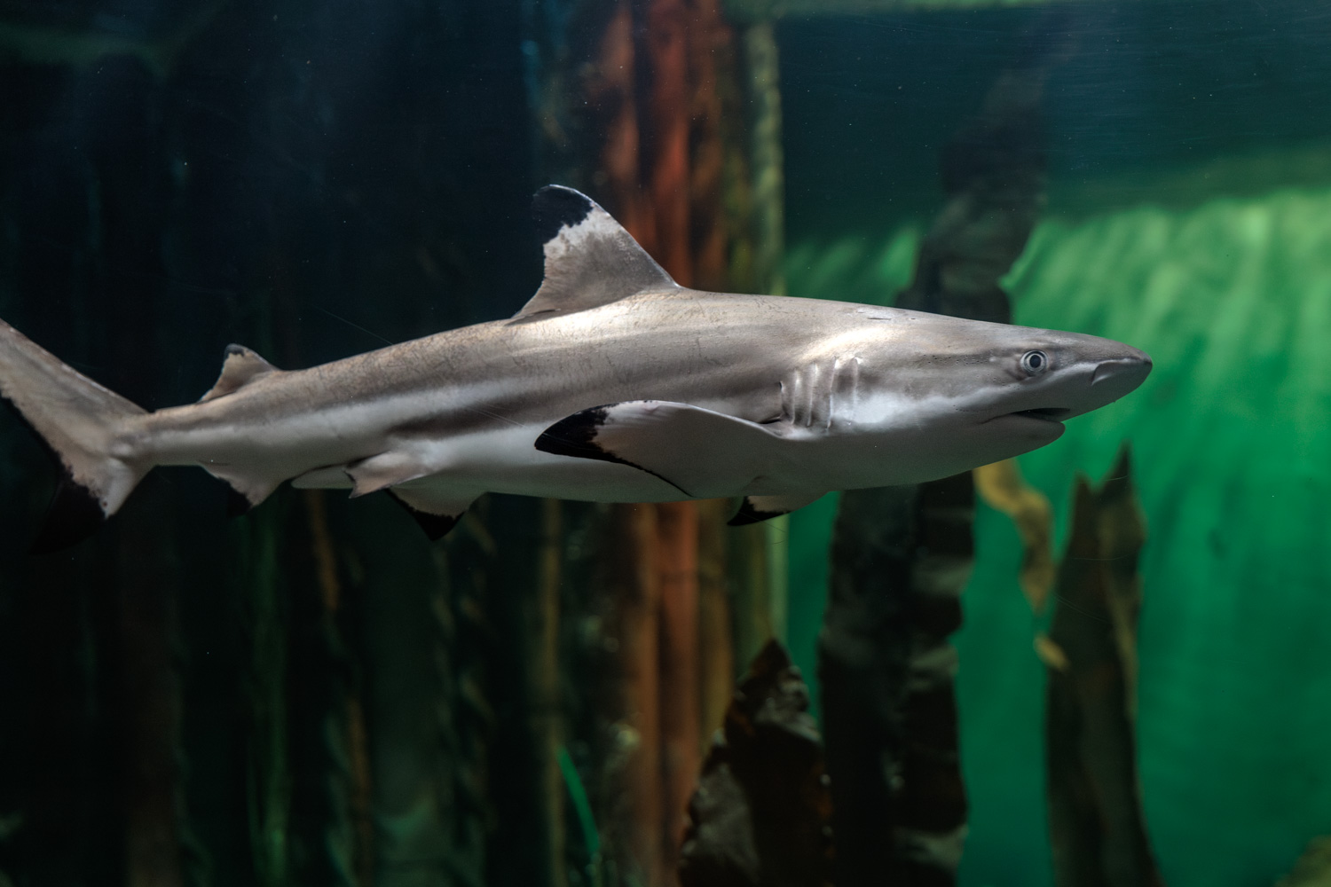 Een zwartpunthaai zwemt in het grote aquarium van Deltapark Neeltje Jans.