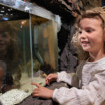 Een kind kijkt nieuwsgierig naar een aquarium vol zeeleven in Deltapark Neeltje Jans.
