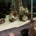 Kind kijkt gefascineerd naar een aquarium met zeedieren, algen en een net in Deltapark Neeltje Jans.