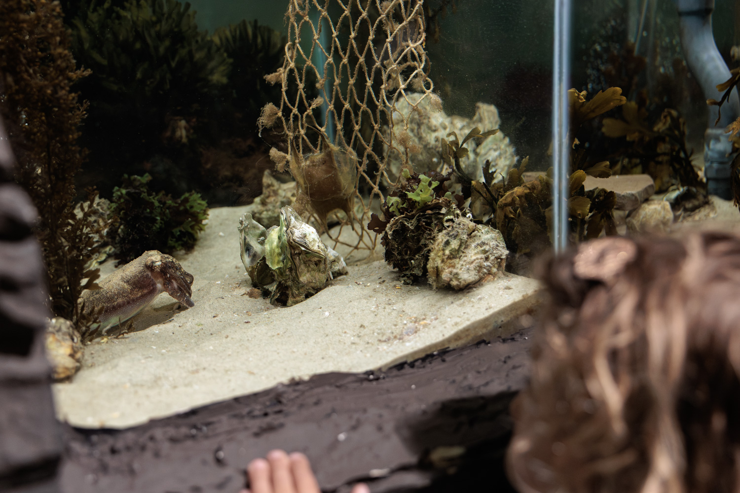Kind kijkt gefascineerd naar een aquarium met zeedieren, algen en een net in Deltapark Neeltje Jans.