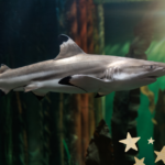 Een zwartpunthaai zwemt in het grote aquarium van Deltapark Neeltje Jans.