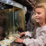 Een kind kijkt nieuwsgierig naar een aquarium vol zeeleven in Deltapark Neeltje Jans.