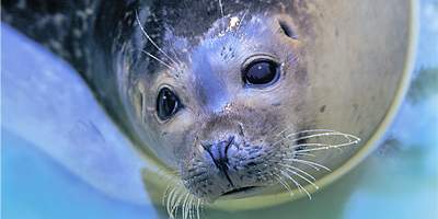 Afbeelding bij Sea Lions and Seals