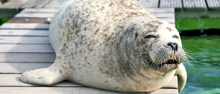 Rare hooded seal pup born in Netherlands moved away from humans, Netherlands