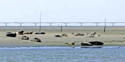 Afbeelding bij Expo Nationaal Park Oosterschelde