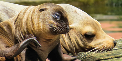 Afbeelding bij Sea lions